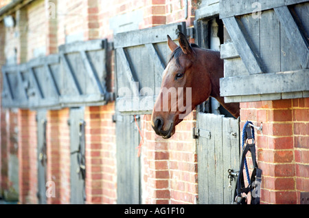 Horse looking out à partir d'une rangée de portes stables Banque D'Images