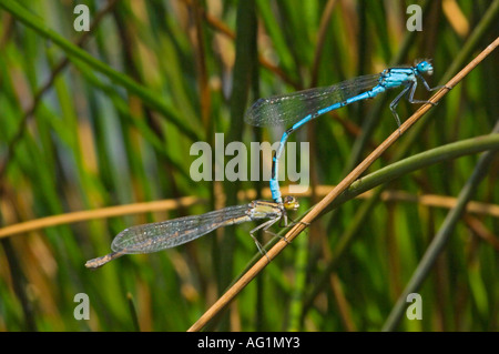 Une paire de libellules bleu commun (anallagma atricollis) dans le processus d'accouplement. Banque D'Images