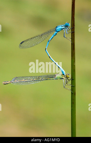 Une paire de libellules bleu commun (anallagma atricollis) dans le processus d'accouplement. Banque D'Images