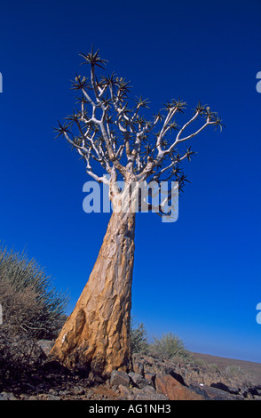 Le carquois Kokerboom' ou 'arbre aloe (dichtoma) est indigène à la partie sud chaud et sec de la Namibie. Banque D'Images