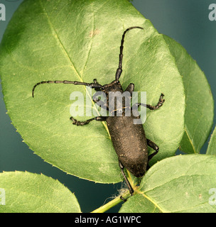 Zoologie / animaux, insecte, Cerambycidae, musc beetle (Aromia moschata), assis sur feuille, distribution : l'Europe, d'Asie, d'insectes, Co Banque D'Images