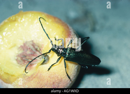 Zoologie / animaux, insecte, Cerambycidae, musc beetle (Aromia moschata), assis sur la pêche, distribution : Europe, Asie, insectes, C Banque D'Images