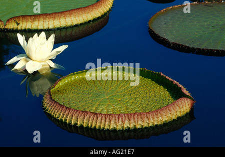 Nénuphar géant et fleur Banque D'Images