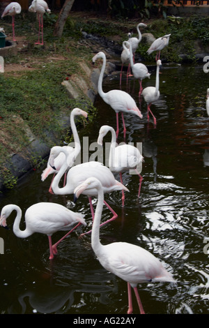 Les flamants roses, paradis des oiseaux de Langkawi, l'île de Langkawi, Malaisie Banque D'Images