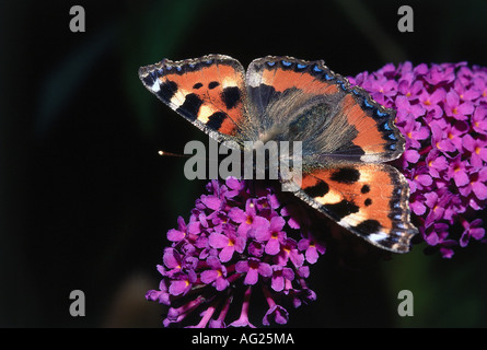 Zoologie / animaux, insecte, Nymphalidae, petite écaille (Aglais urticae), assis sur fleur, distribution : Europe, Asie, ins Banque D'Images