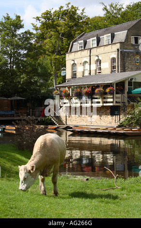 Une vache broute dans le pré à Newnham, Cambridge, Angleterre. Banque D'Images