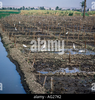 Géographie / billet, l'Egypte, l'agriculture, l'irrigation, l'arrosée, Minia, Afrique du Nord, oiseau, oiseaux, Banque D'Images