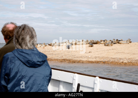 Des excursions pour observer les phoques communs et gris sur la barre de sable au large de Blakeney Point, Norfolk, Angleterre Banque D'Images