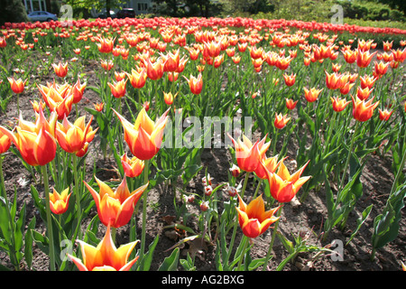 Temps de printemps tulipes fleurs rouge vert jaune Banque D'Images