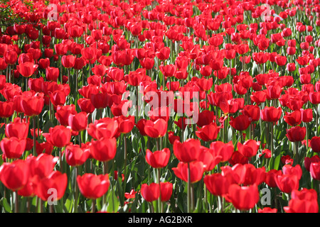 Temps de printemps;rouge;fleurs tulipes;;déposée;blossom Banque D'Images