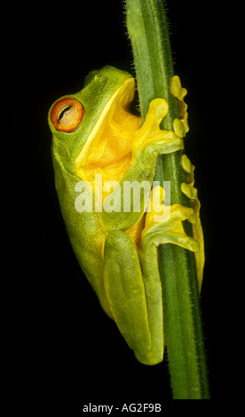Red eyed Green Tree Frog, Litoria chloris Banque D'Images