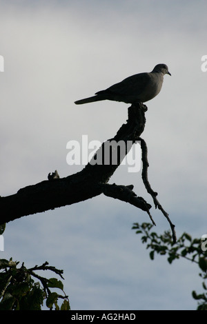 Colombe Silhouette sur une branche d'arbre Banque D'Images