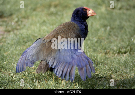 Talève takahé mantelli Porphyrio hochstetteri avec ailes déployées Tiri Tiri Matangi golfe Hauraki Nouvelle-zélande Banque D'Images