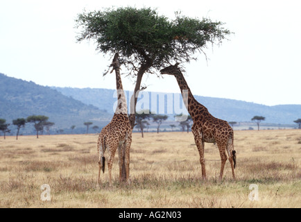 L'alimentation des girafes Masai Banque D'Images