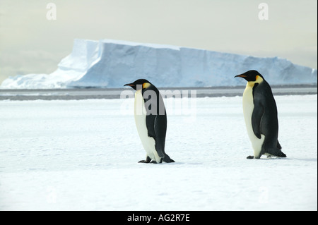 Deux manchots empereurs de décor Baie Atka mer de Weddell, Antarctique Banque D'Images