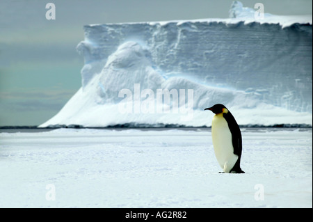 Paysages de l'empereur des pingouins dans l'Antarctique de la mer de Weddell Baie Atka Banque D'Images