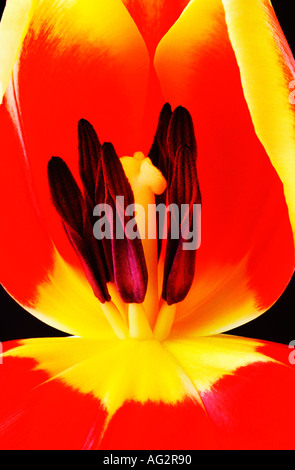 Tulip bouchent Banque D'Images