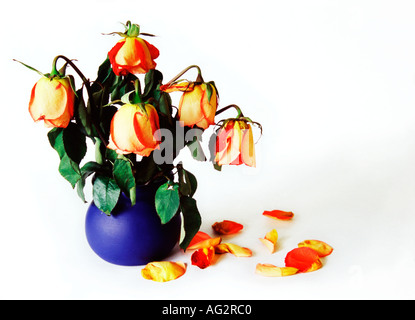 Roses fanées dans vase bleu Banque D'Images