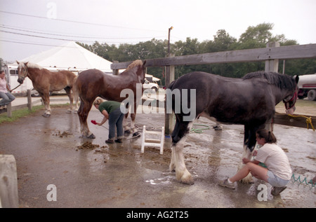 Chevaux de trait d'être nettoyés au New Jersey State Fair Banque D'Images