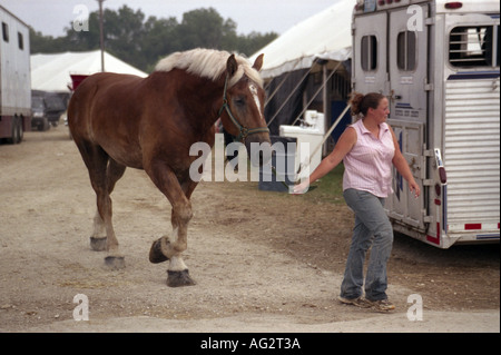 Cheval de Trait Belge Banque D'Images