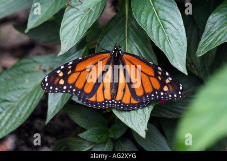 Le monarque (Danaus plexippus) au Zoo de Brookfield Banque D'Images