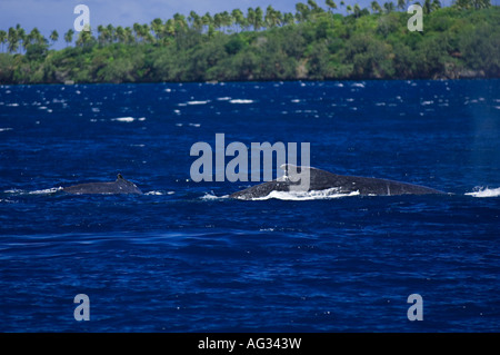 Baleine à bosse (Megaptera novaeangliae) à Vava'u, Royaume de Tonga, un lieu de reproduction et de mise bas pour les baleines dans le Pacifique. Banque D'Images