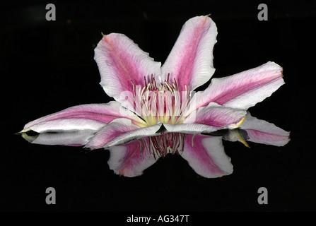 Reflet de la pétales délicats de Clematis 'Nelly Moser' floating in water Banque D'Images