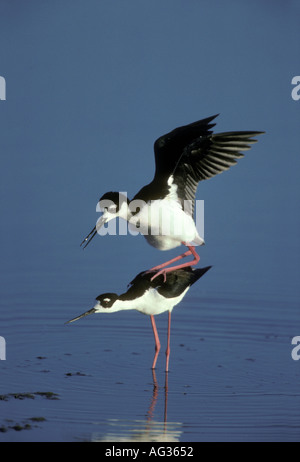 BLACK necked Stilt Himantopus mexicanus Banque D'Images