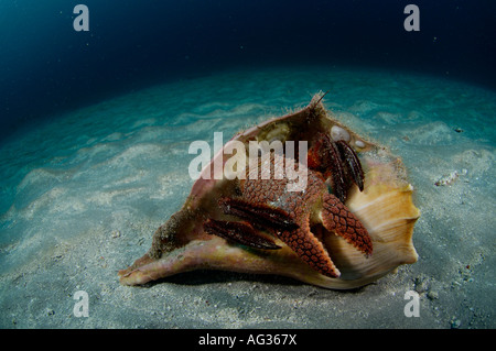 L'Ermite géant (Petrochirus diogenes) sortant de sa maison une vieille coquille abandonné près d'un récif de corail à Palm Beach, FL. Banque D'Images