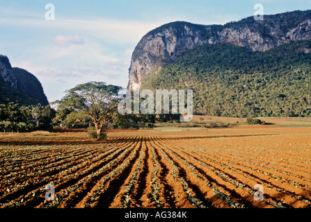 Paysage panoramique avec labourées champs de tabac à Pinar del Rio Province près de Vinales Cuba Banque D'Images