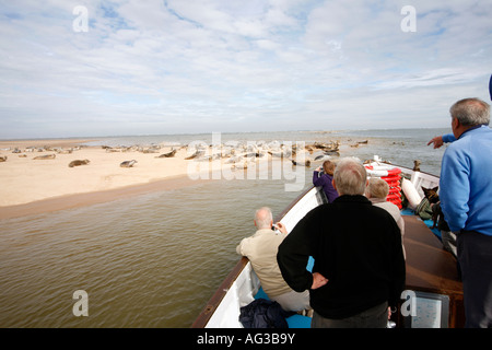 Des excursions pour observer les phoques communs et gris sur la barre de sable au large de Blakeney Point, Norfolk, Angleterre Banque D'Images