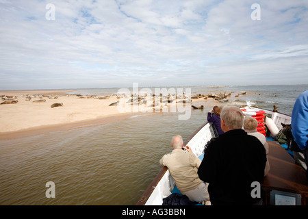 Des excursions pour observer les phoques communs et gris sur la barre de sable au large de Blakeney Point, Norfolk, Angleterre Banque D'Images