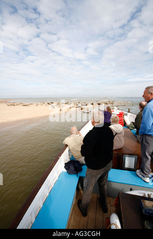 Des excursions pour observer les phoques communs et gris sur la barre de sable au large de Blakeney Point, Norfolk, Angleterre Banque D'Images