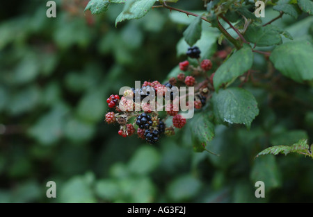 Les fruits mûrissent Blackberry sur un buisson UK Banque D'Images