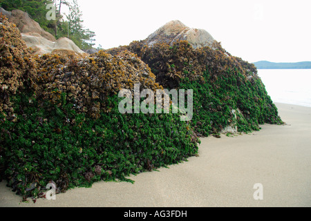 Des roches couvertes de Sea life on beach Banque D'Images