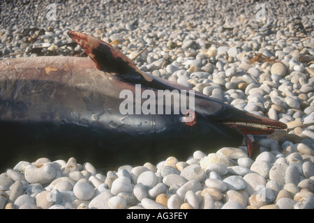 Une maigreur Dauphin commun à Chesil Beach Portland Dorset England UK Banque D'Images