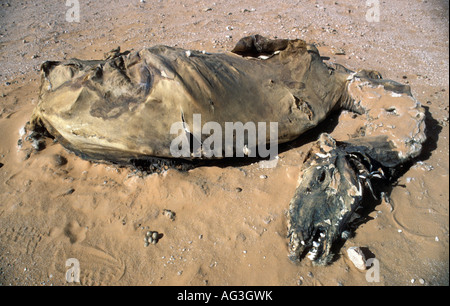 Carcasse de chameau Taghit Algérie Banque D'Images