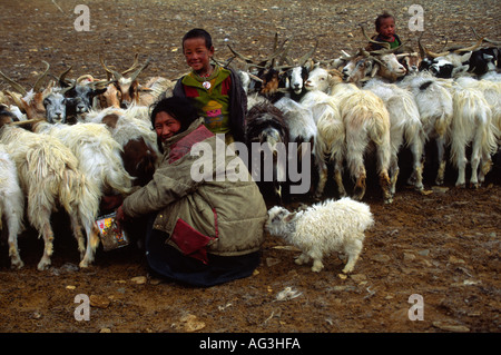 Chang pa traire les chèvres pashmina Femme nomade dans la région de la rivière Gyama Yogma (environ 4800 m) Ladakh Inde du nord Banque D'Images