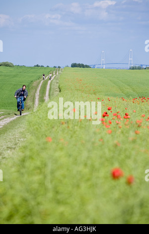 Le long trajet d'un jeune homme et de deux femmes bike le long d'un chemin de terre à côté d'un champ de coquelicots la grande suspension pont du Grand Belt Banque D'Images