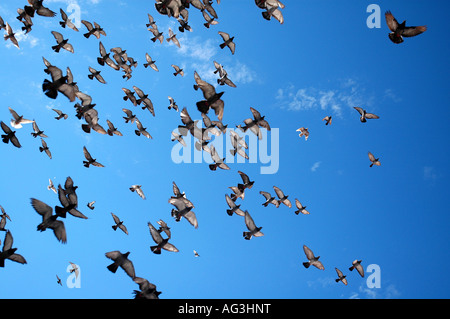 Oiseaux voler au-dessus de la vieille ville Dubtrovnik, Croatie Banque D'Images