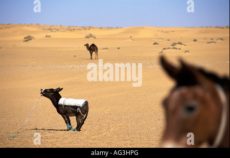 L'Algérie Tougghourt les ânes et les chameaux sur Sahara Banque D'Images