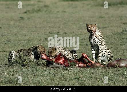 Zoologie / animaux, Mammifères Mammifères /, guépard, (Acinonyx jubatus), les guépards (femelle avec pup) alimentation, capturé le gnou, Parc National de Masai Mara, Kenya, répartition géographique : Afrique, Additional-Rights Clearance-Info-Not-Available- Banque D'Images