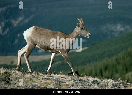 Zoologie / animaux, Mammifères Mammifères /, moutons, mouflons, (Ovis canadensis), les brebis, le Parc National de Yellowstone, Wyoming, USA, distribution : Amérique de l'Ouest, le sud-ouest du Canada, le nord-ouest du Mexique, l'animal, l'Additional-Rights Clearance-Info-CEAM,-Not-Available Banque D'Images