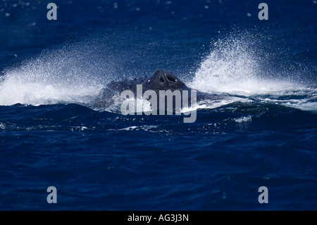 Baleine à bosse (Megaptera novaeangliae) à Vava'u, Royaume de Tonga, un lieu de reproduction et de mise bas pour les baleines dans le Pacifique. Banque D'Images