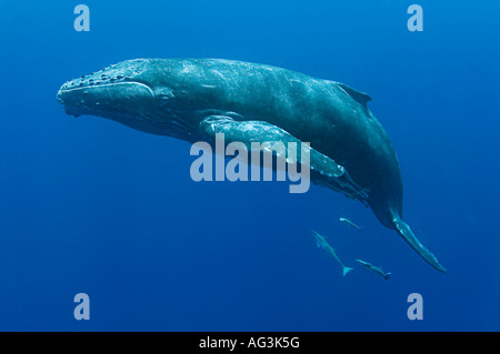 Baleine à bosse (Megaptera novaeangliae) à Vava'u, Royaume de Tonga, un lieu de reproduction et de mise bas pour les baleines dans le Pacifique. Banque D'Images