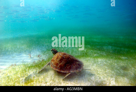 Tortue verte Chelonia mydas avec scad obèse poisson nageant dans l'arrière-plan de la Baie d'Akumal Quintana Roo Mexique Banque D'Images