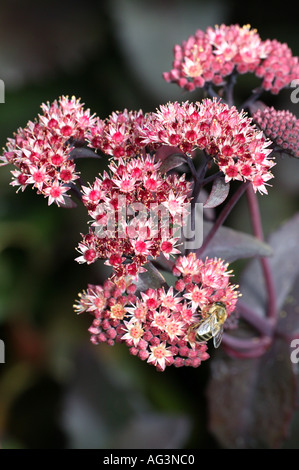 Sedum Purple Emperor avec abeille Wisley Horticultural Gardens Royal Surrey England Banque D'Images