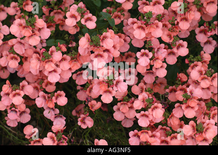 Diascia Jeux Olympiques de Sydney Hecsyd Wisley Horticultural Gardens Royal Surrey England Banque D'Images