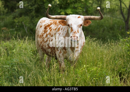 Texas Longhorn à Meadow Floyd County Indiana Banque D'Images