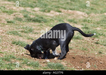 Mixed Breed Dog Digging Hole Cherokee Park Louisville Kentucky Banque D'Images